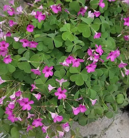 Teba Garden's 3* Tirana