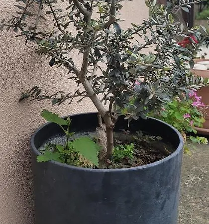 Affittacamere Teba Garden's Tirana