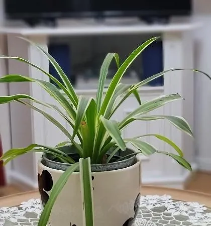 Affittacamere Teba Garden's