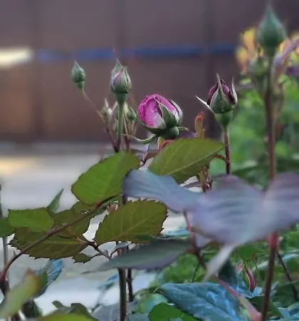 Teba Garden's 3* Tirana