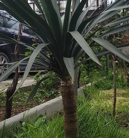 Teba Garden's بيت ضيافة تيرانا