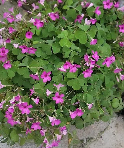 Teba Garden's 3* Τίρανα