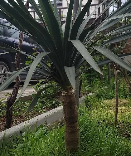 Teba Garden's Πανσιόν Τίρανα