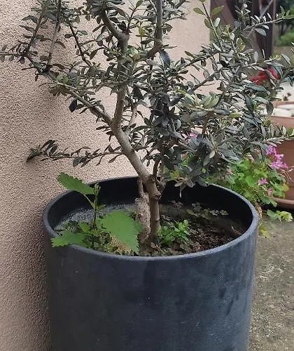 Πανσιόν Teba Garden's Τίρανα