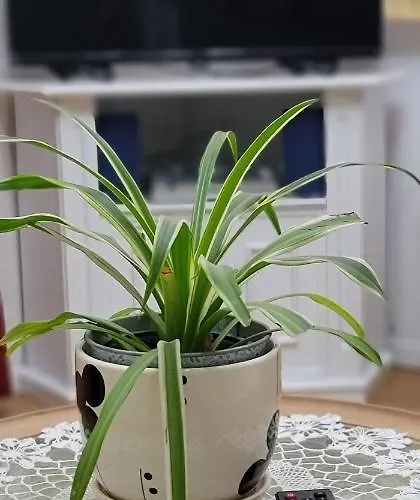 Πανσιόν Teba Garden's