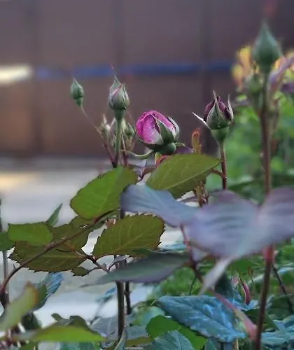 Teba Garden's 3* Τίρανα