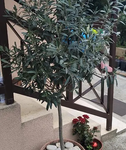 Πανσιόν Teba Garden's 3*