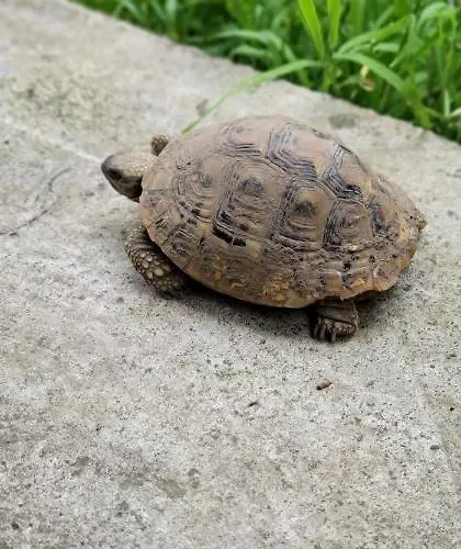 Πανσιόν Teba Garden's 3*